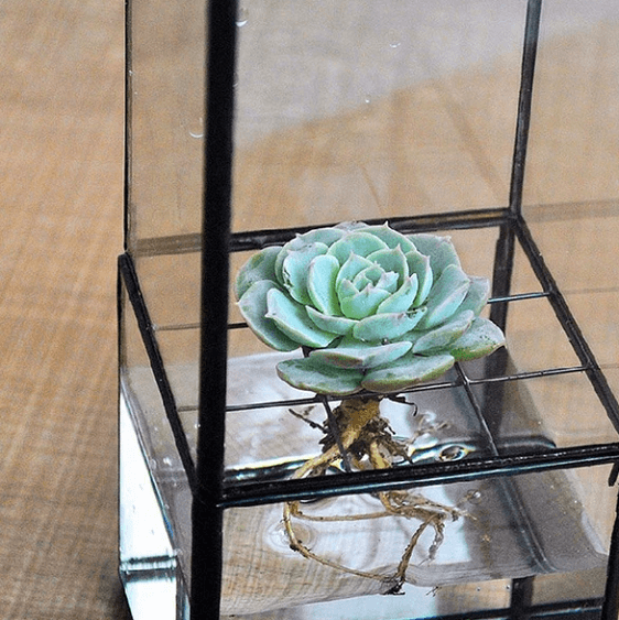 succulent hydroponic Barnabas - Modern Hydroponic Succulent Frame Planter