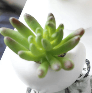 Mini Fridge Magnet Planter | Bright & Plus.