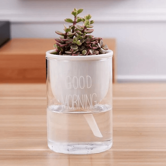 automatic succulent watering Shuka - Automatic Watering Ceramic Planter Pot