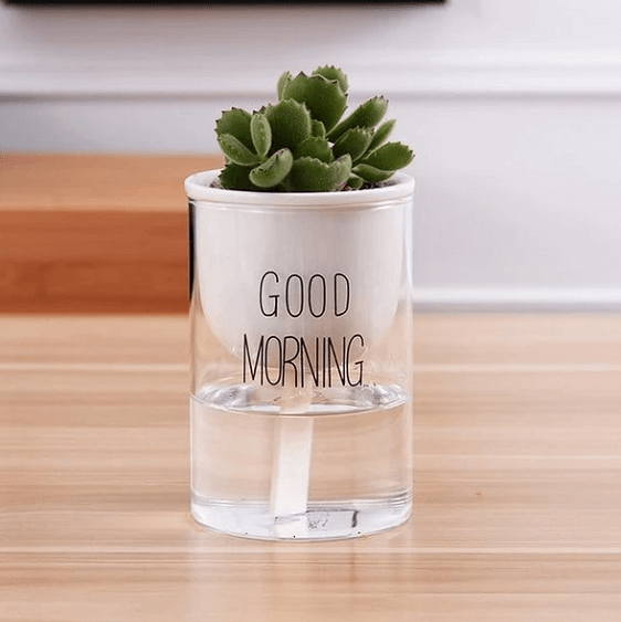 automatic succulent watering Shuka - Automatic Watering Ceramic Planter Pot