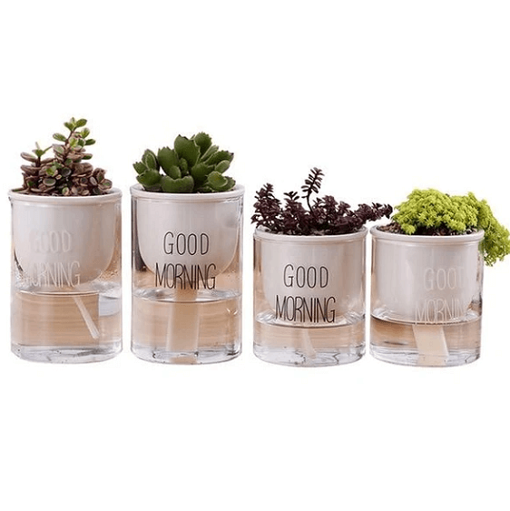 automatic succulent watering Shuka - Automatic Watering Ceramic Planter Pot